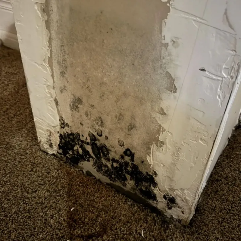 Professional Mold Removal in Hamilton County, IA